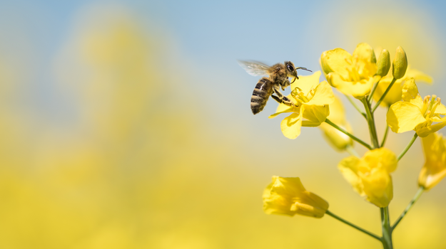 Eine Biene fliegt auf eine gelbe Blume zu.